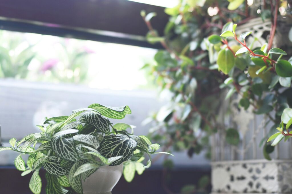 plants house ferns living home green life window natural light